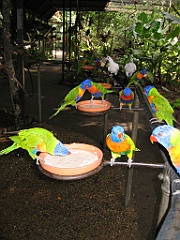 101 Cairns Tropical Zoo